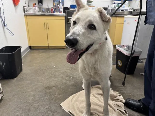 An adult large-sized male Siberian Husky dog named Benji for adoption in Los Angeles, CA