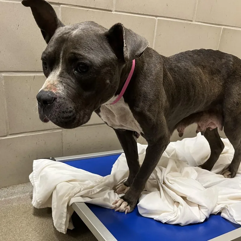 An adult medium-sized female Brindle Mixed Breed dog named Misty for adoption in Chattanooga, TN