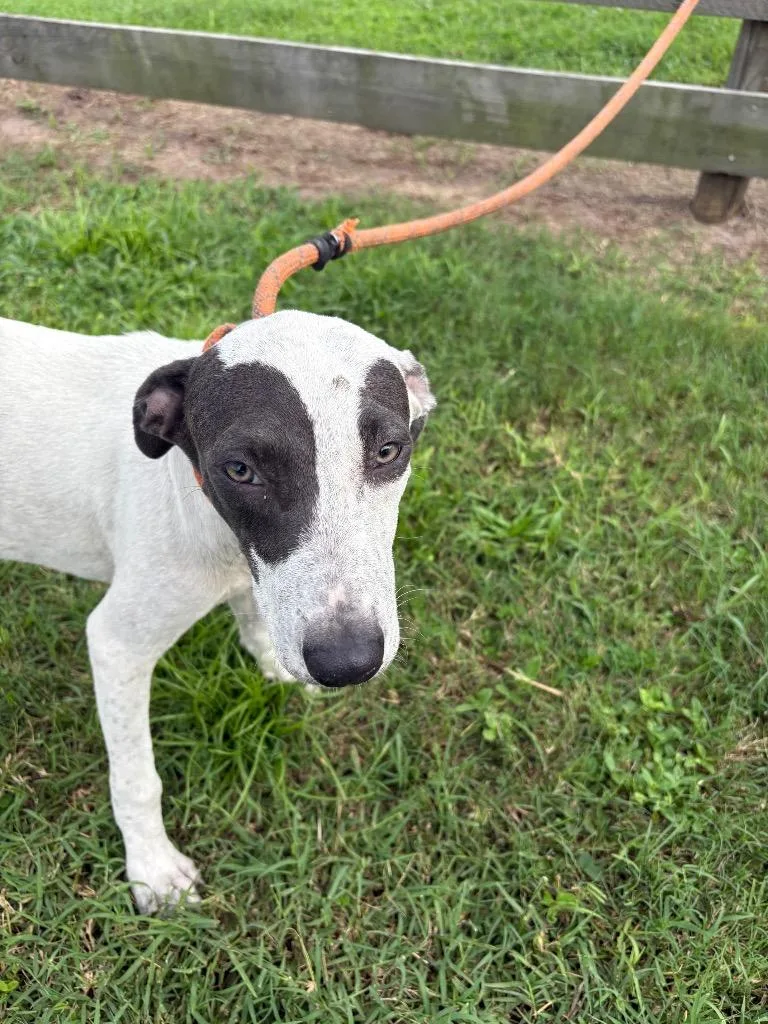 A baby medium-sized male Terrier dog named Jackson for adoption in Wauchula, FL