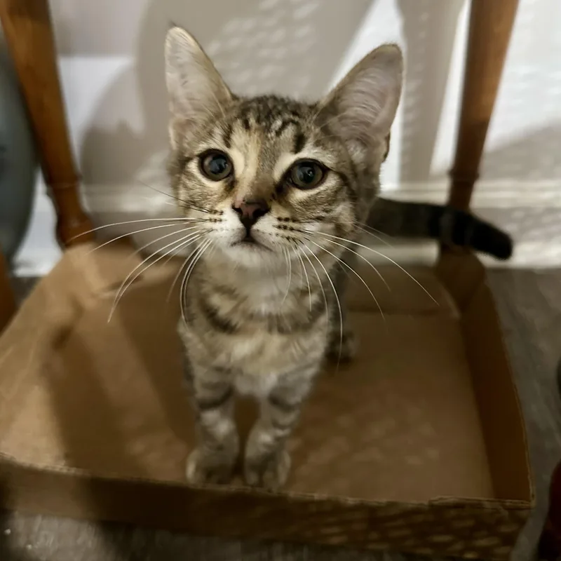 A baby small-sized female Torbie Domestic Short Hair cat named Mipha for adoption in Richmond, VA