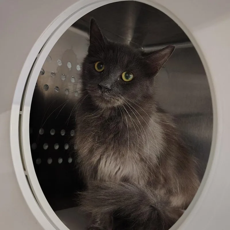 A young medium-sized female Domestic Long Hair cat named Umbra for adoption in Dearborn, MI