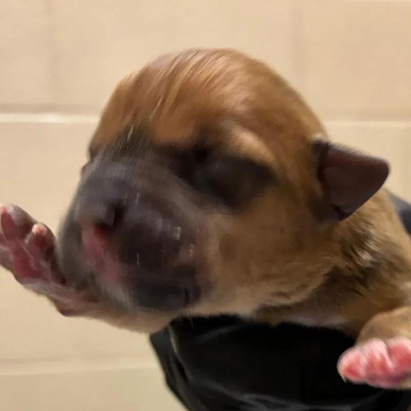 Frittata thumbnail 2