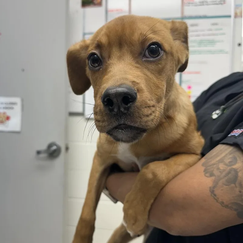 Frittata thumbnail 3