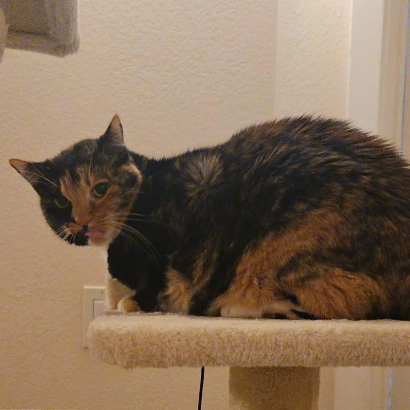 A senior small-sized female Black Domestic Short Hair cat named Gypsy for adoption in Reno, NV