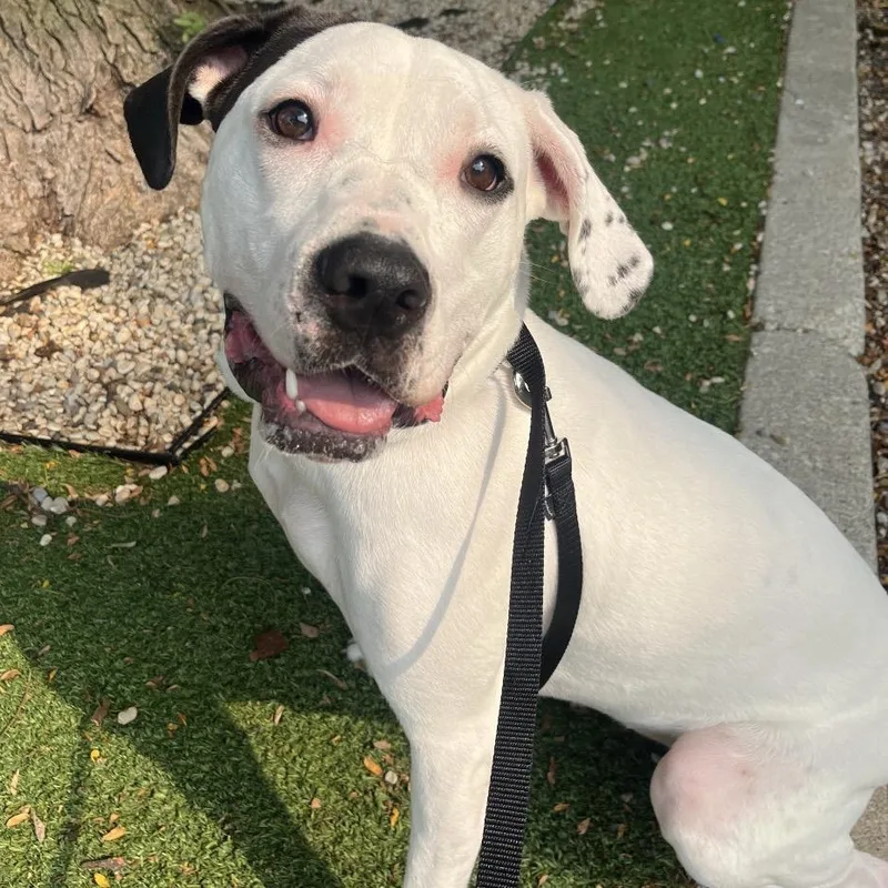 An adult large-sized female Black Mixed Breed dog named Joelle for adoption in Chicago, IL