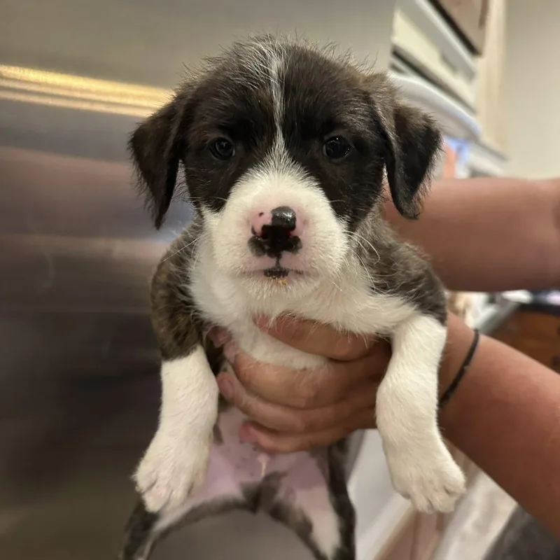 A baby small-sized male Brown / Chocolate Chihuahua dog named Dizzy for adoption in Agua Dulce, CA