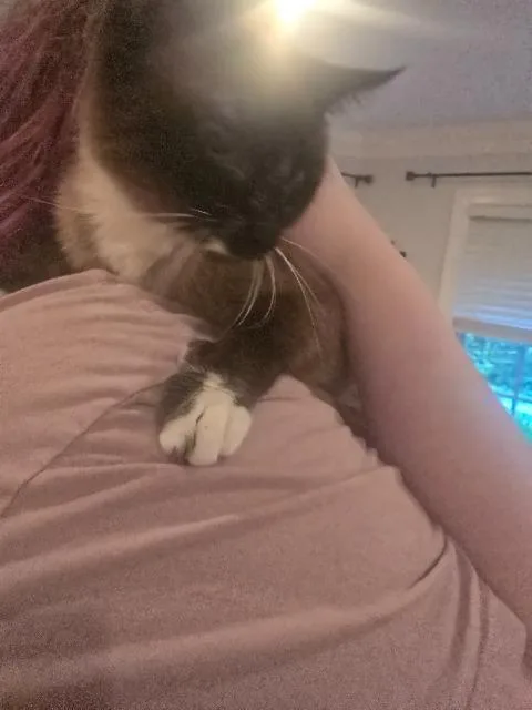 A young small-sized female Siamese cat named Arwen for adoption in Blountville, TN