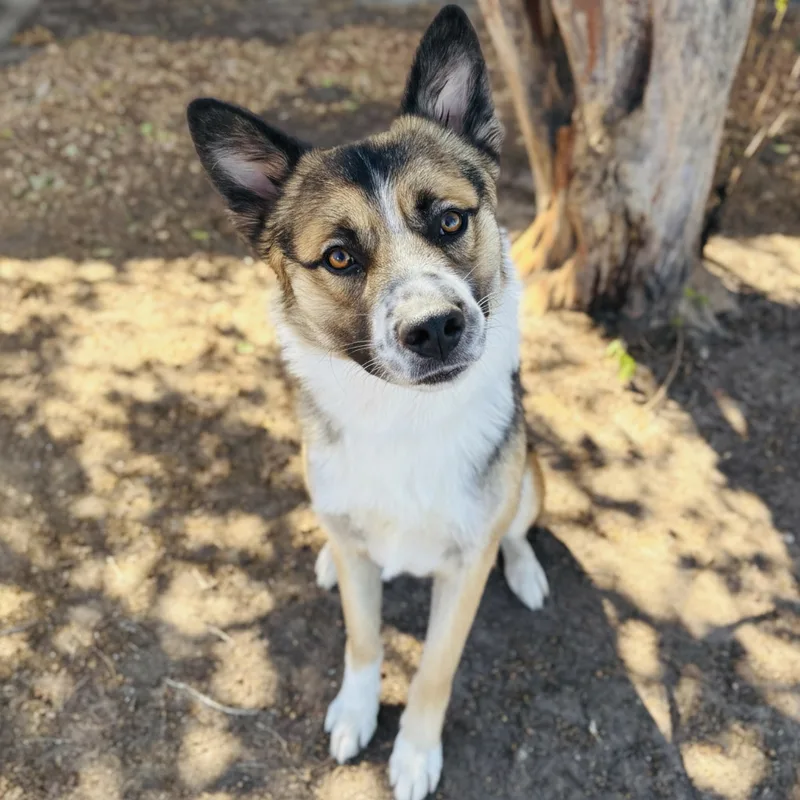 An adult medium-sized male Shepherd dog named Ace for adoption in Bastrop, TX
