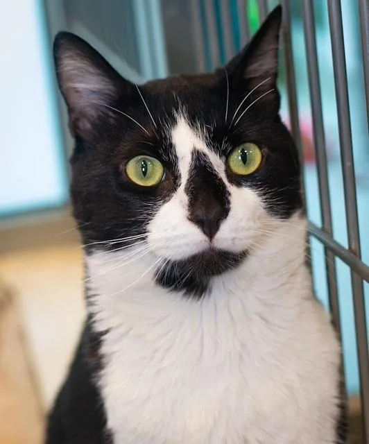 A young medium-sized male Domestic Short Hair cat named Bug for adoption in Boston, MA