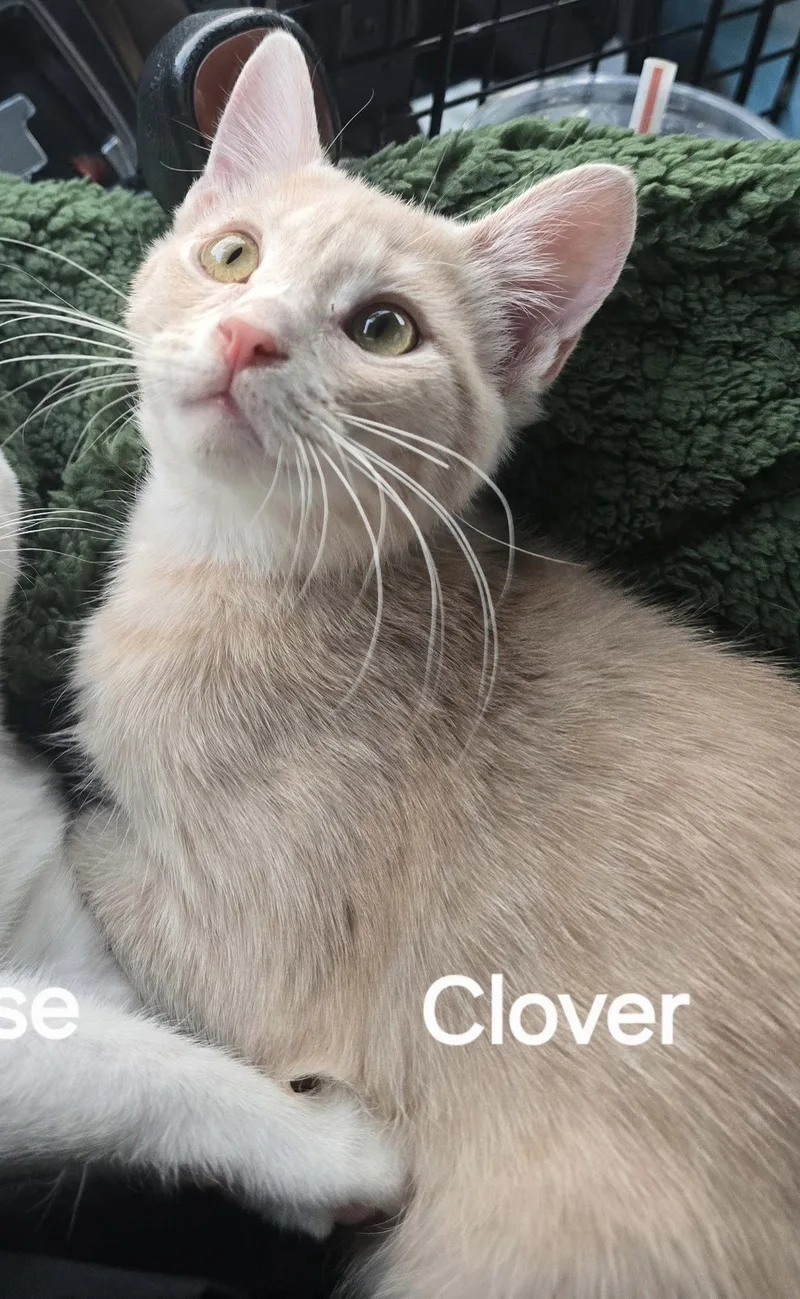 An adult medium-sized male Domestic Short Hair cat named Clover for adoption in Versailles, KY