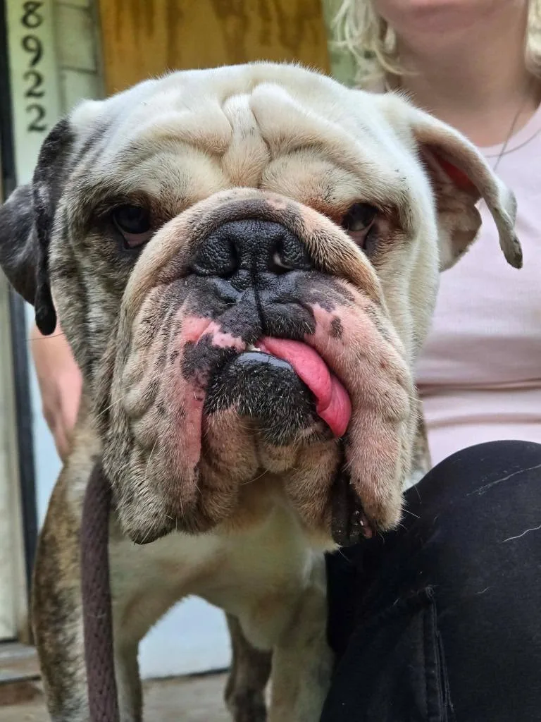 Hector