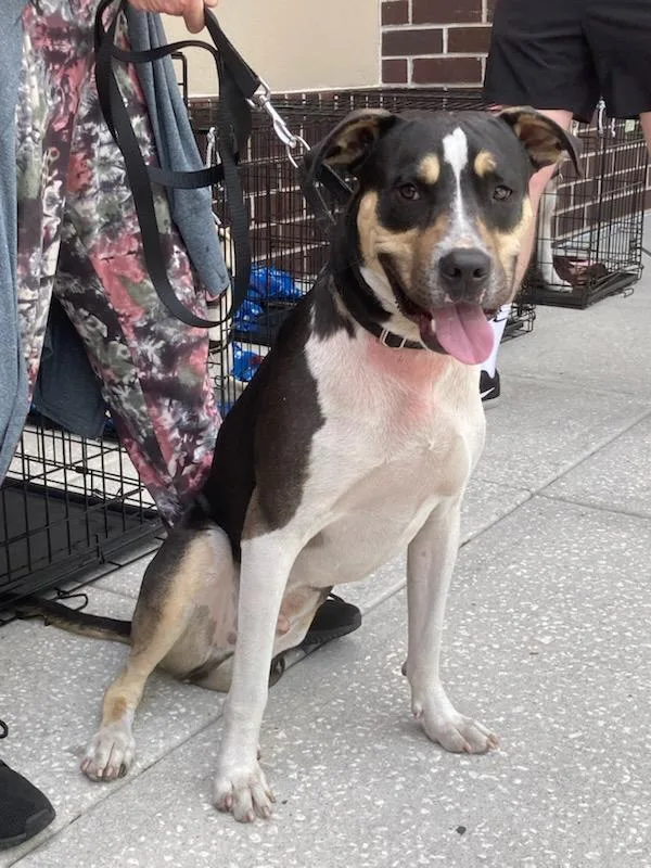 An adult large-sized male Pit Bull Terrier dog named Tigger for adoption in Tampa, FL