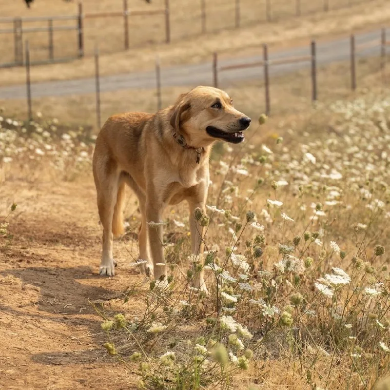 An adult large-sized female Yellow / Tan / Blond / Fawn German Shepherd Dog dog named Reeba for adoption in Salem, OR
