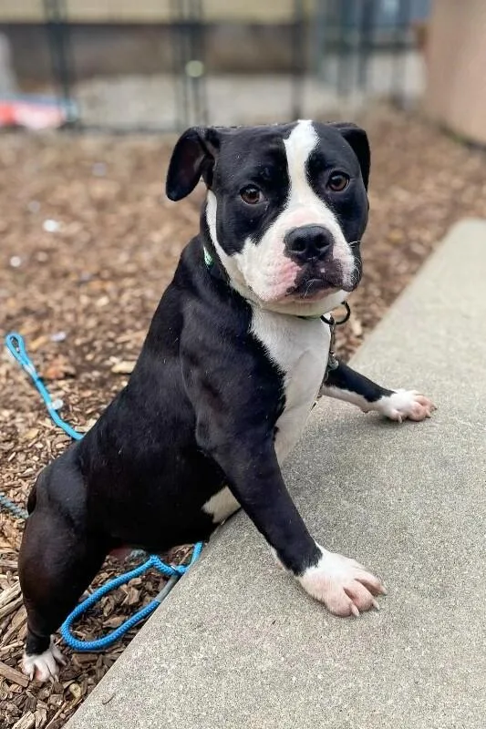 A young medium-sized female Black Mixed Breed dog named Kagome for adoption in Cincinnati, OH