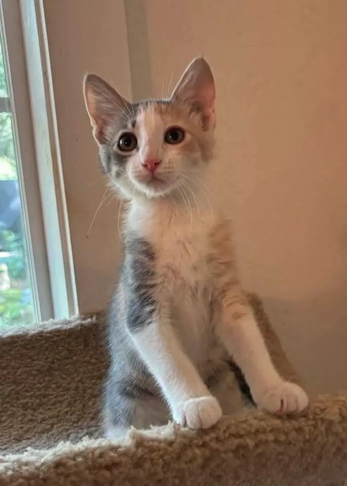 A baby small-sized female Domestic Medium Hair cat named Cavendish for adoption in Magnolia, TX