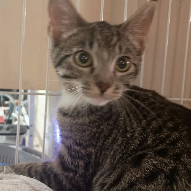 A baby small-sized female Brown / Chocolate Domestic Short Hair cat named Cashew Shull for adoption in Eagle Mountain, UT