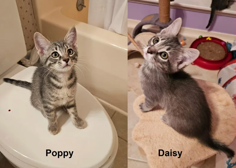 Poppy & Daisy thumbnail 4