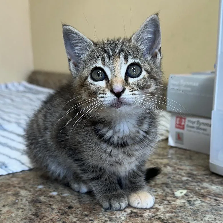 A baby small-sized female Gray / Blue / Silver Domestic Short Hair cat named Ziggy for adoption in Corinth, MS