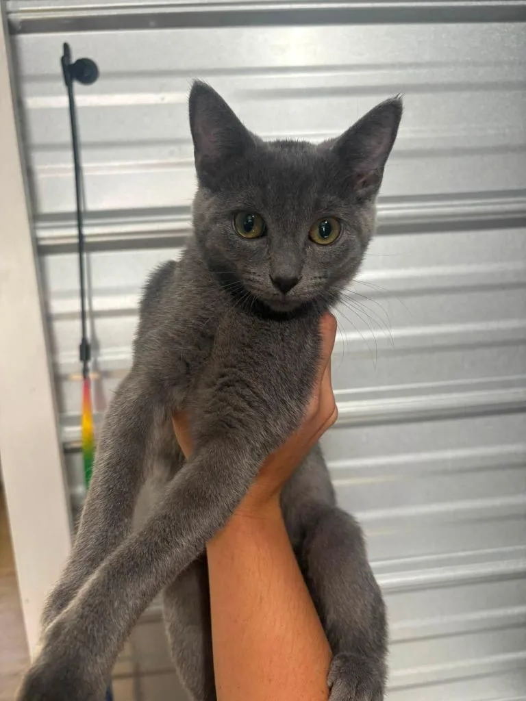 A baby medium-sized male Domestic Short Hair cat named Prince Pickles for adoption in Russellville, KY