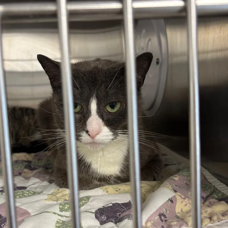 A young medium-sized female Gray / Blue / Silver Domestic Short Hair cat named Gigi for adoption in Pennsville, NJ