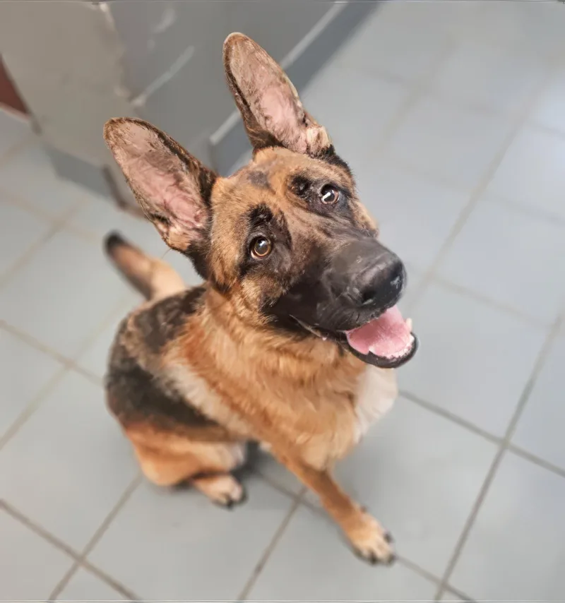 An adult large-sized female Sable Mixed Breed dog named Indigo for adoption in Nashville, TN