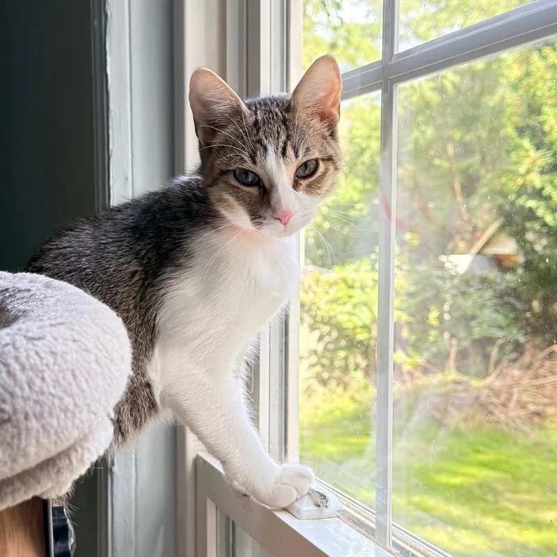 A baby small-sized female Brown / Chocolate Domestic Short Hair cat named Sophia for adoption in Richland, MI