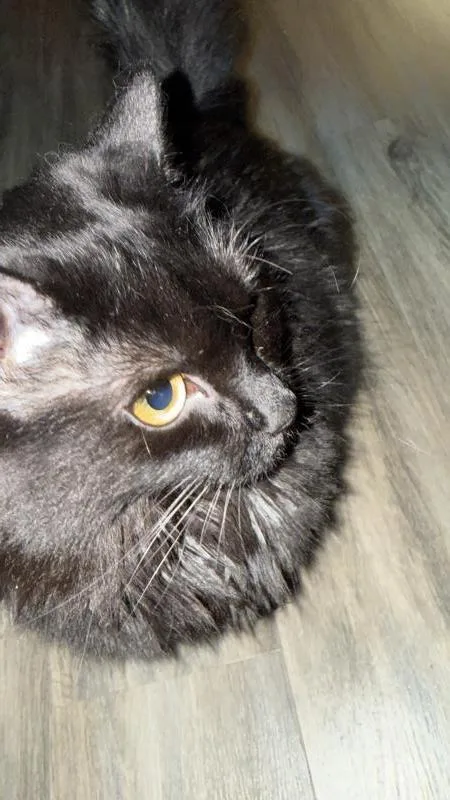 An adult medium-sized female Black Domestic Medium Hair cat named Fig for adoption in Sunnyvale, CA