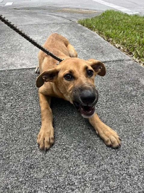 A young medium-sized female Labrador Retriever dog named Sweety for adoption in Miami, FL