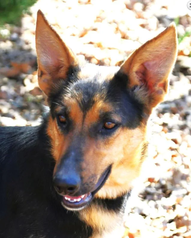 A young large-sized female Tricolor (Brown, Black, & White) German Shepherd Dog dog named Navi for adoption in Spring, TX