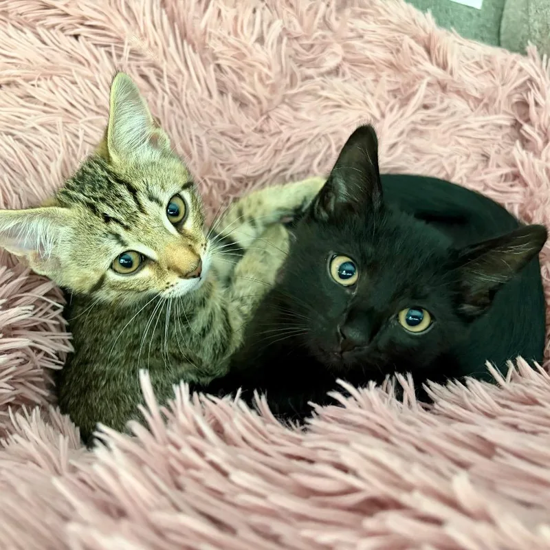 A baby small-sized male Black Domestic Short Hair cat named Sprinkle for adoption in Durham, NC
