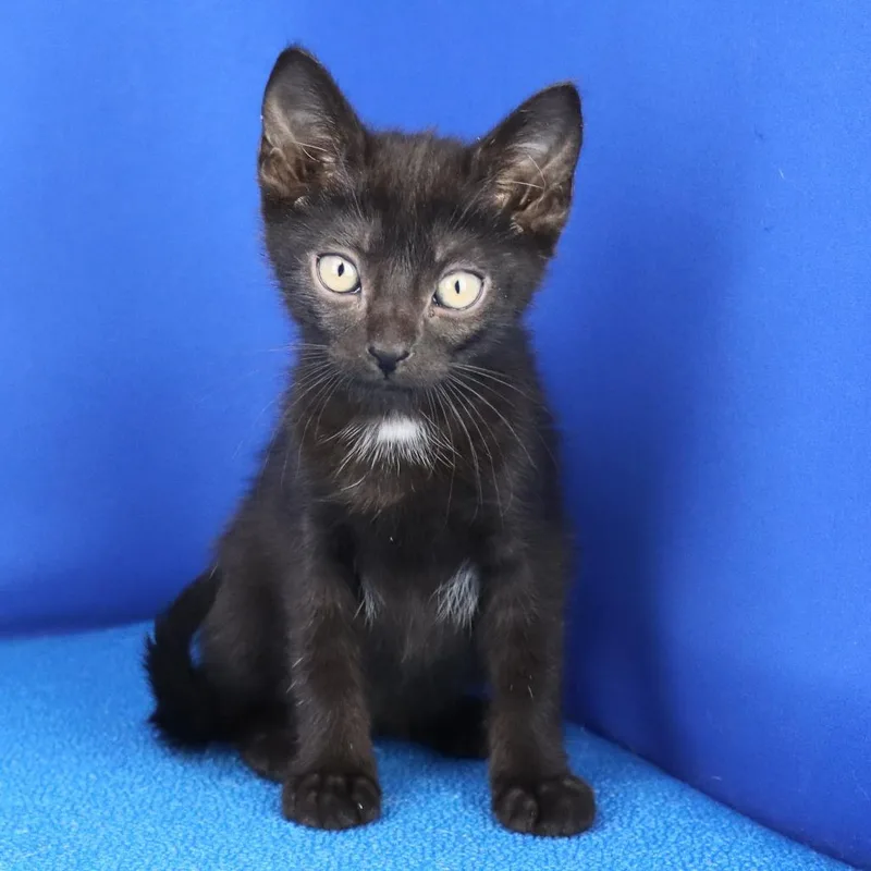 A baby small-sized male Black Domestic Short Hair cat named Cashew U for adoption in Tupelo, MS