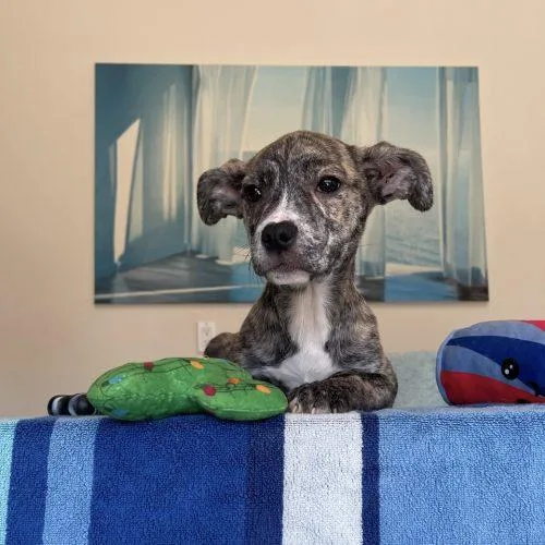 Saltwater Breeze thumbnail 2