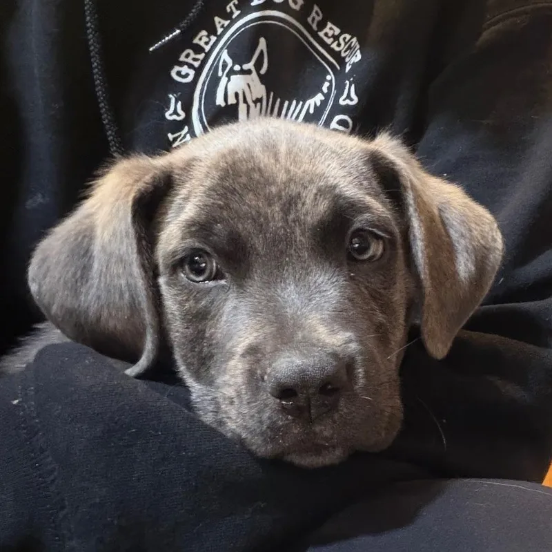 Freddie Mercury Local