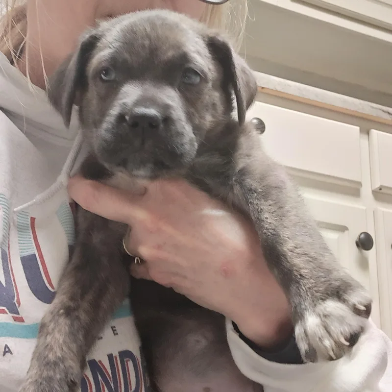 Freddie Mercury  Local thumbnail 2