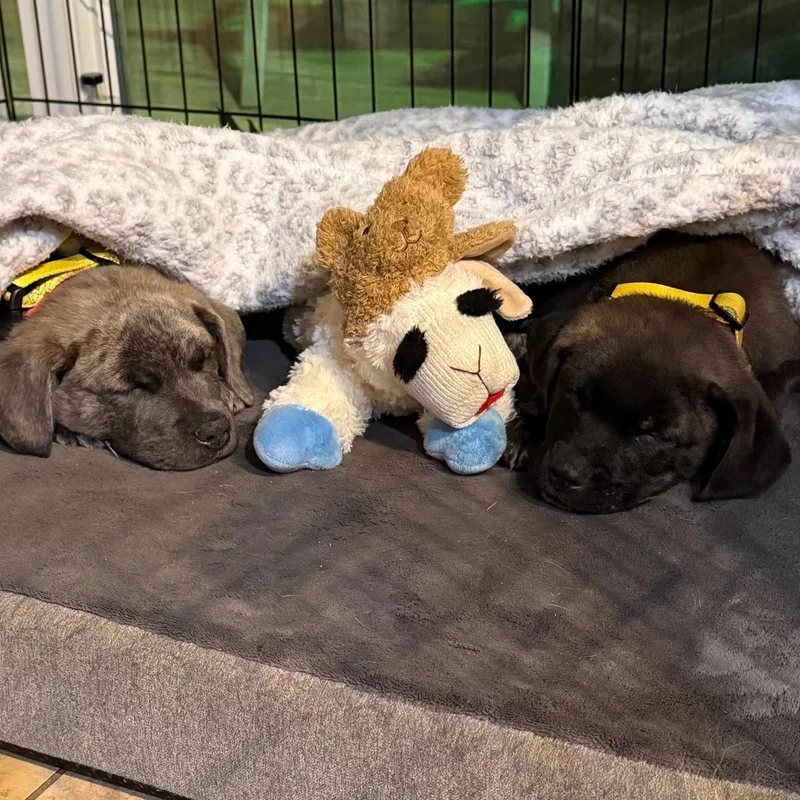 Freddie Mercury  Local thumbnail 3