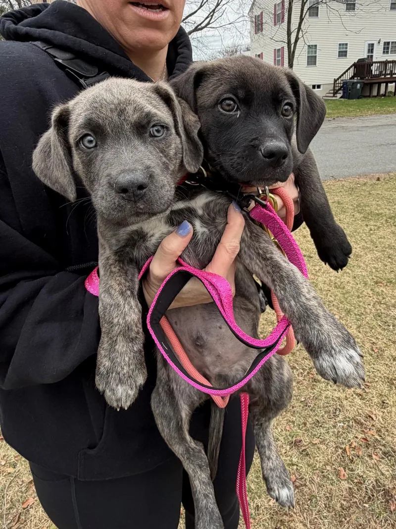 Freddie Mercury  Local thumbnail 4