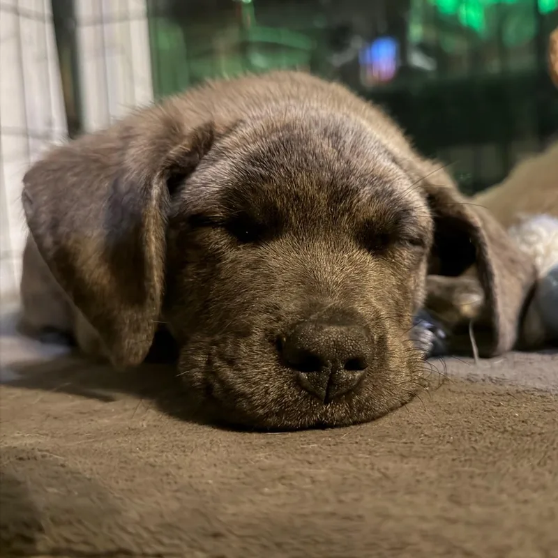 Freddie Mercury  Local thumbnail 5