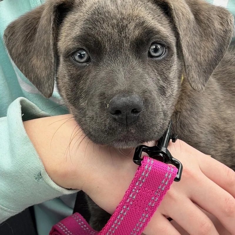 Freddie Mercury  Local thumbnail 6