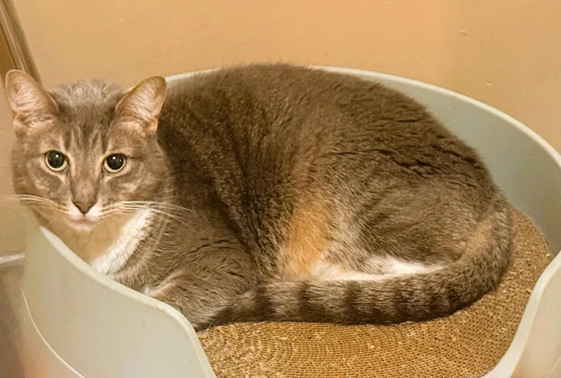 An adult medium-sized female Domestic Short Hair cat named Sylvie for adoption in Philadelphia, PA