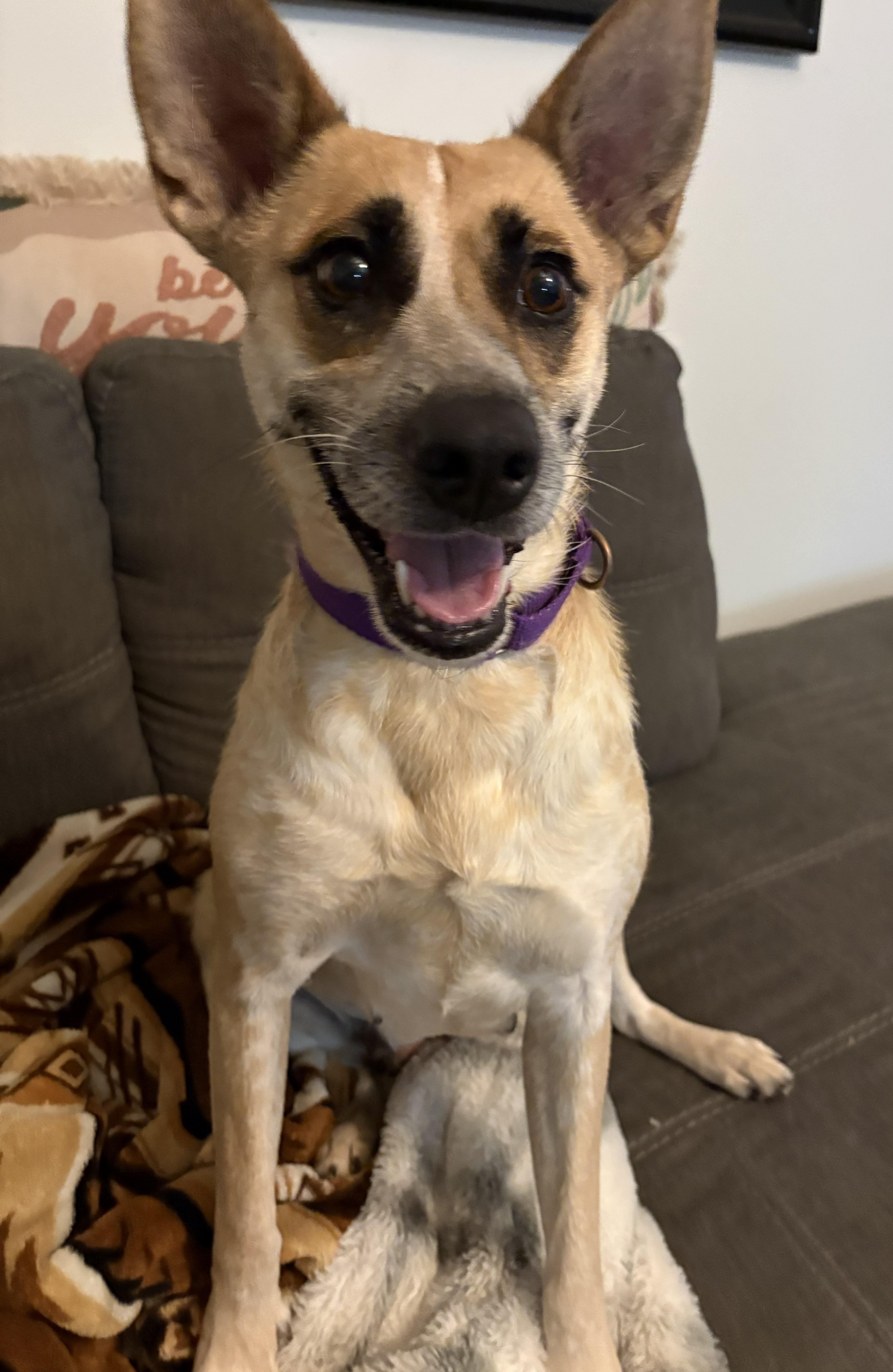 An adult medium-sized female Yellow / Tan / Blond / Fawn Shepherd dog named Dolly for adoption in Gallatin, TN