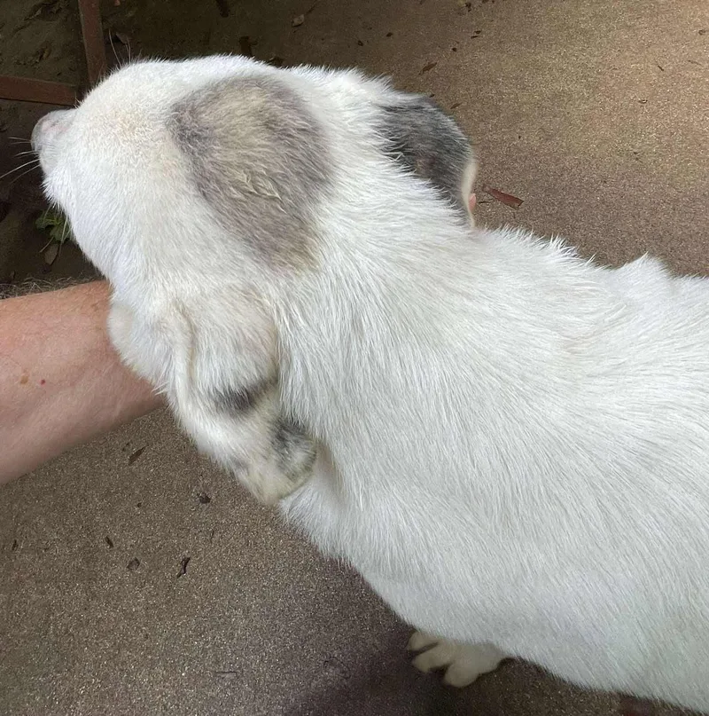 A baby large-sized female White / Cream Great Pyrenees dog named Ericka for adoption in Kiowa, OK