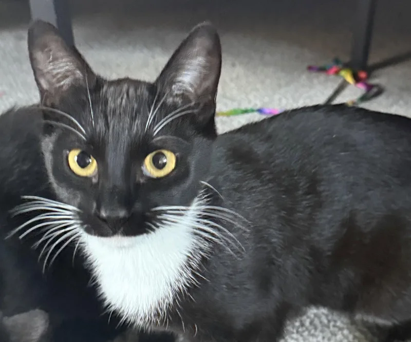 A young medium-sized female Domestic Short Hair cat named Panda for adoption in Nashville, TN
