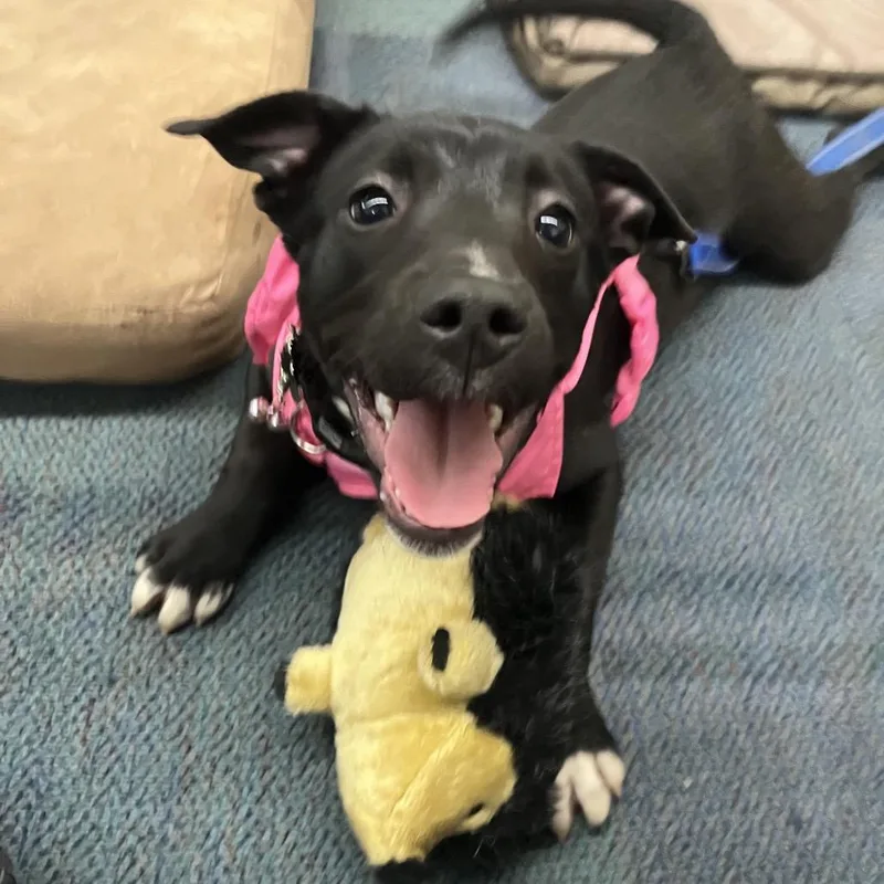 A young medium-sized female Black Mixed Breed dog named June Bug for adoption in Ashland, OR