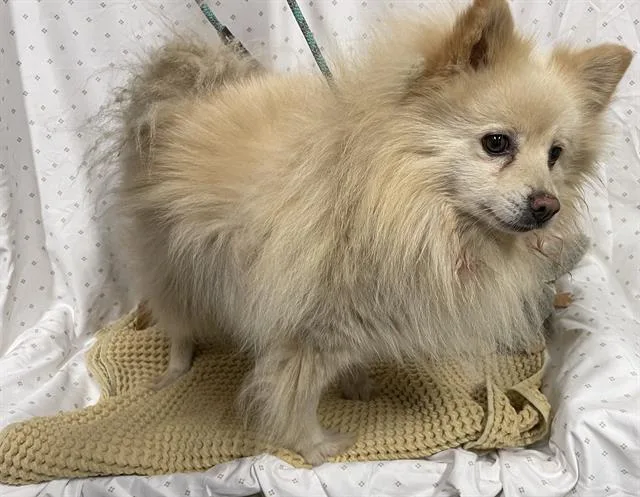 An adult small-sized female Pomeranian dog named Cookie for adoption in Modesto, CA