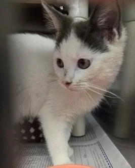 A young small-sized male White Domestic Short Hair cat named Toby for adoption in North Myrtle Beach, SC