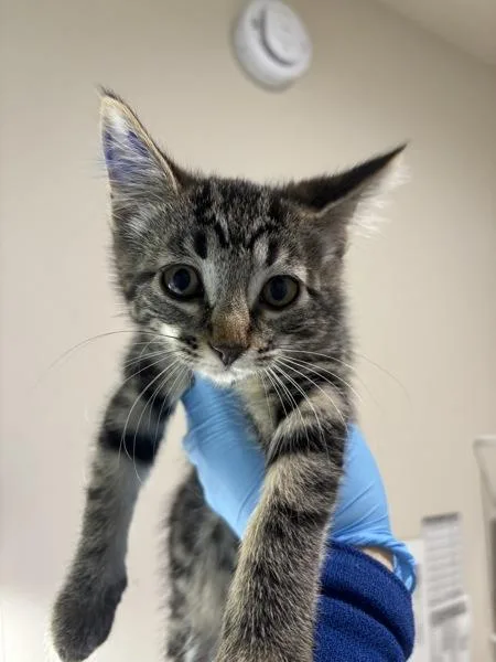 A baby small-sized female Domestic Short Hair cat named Betsan for adoption in Sherwood, OR