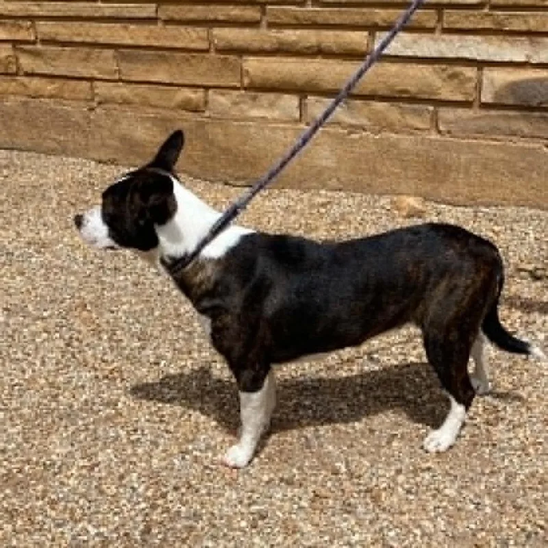 A young medium-sized female Brindle Mixed Breed dog named Cheeto for adoption in Stilwell, OK