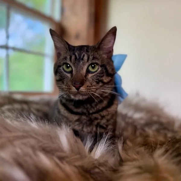 A young medium-sized male Tabby (Brown / Chocolate) Tabby cat named Winston Von Whiskers for adoption in Friendswood, TX