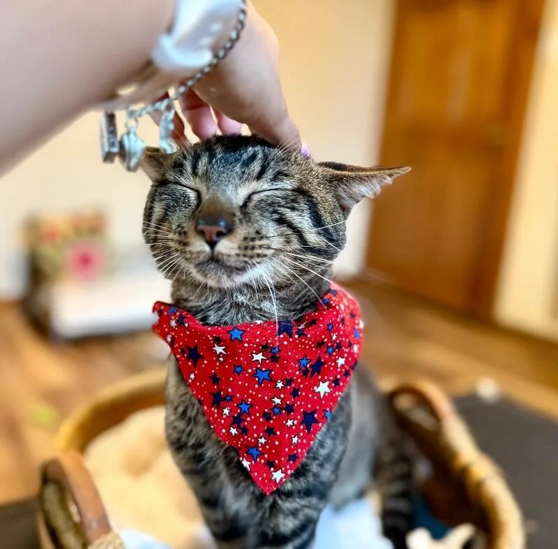 Winston Von Whiskers thumbnail 4