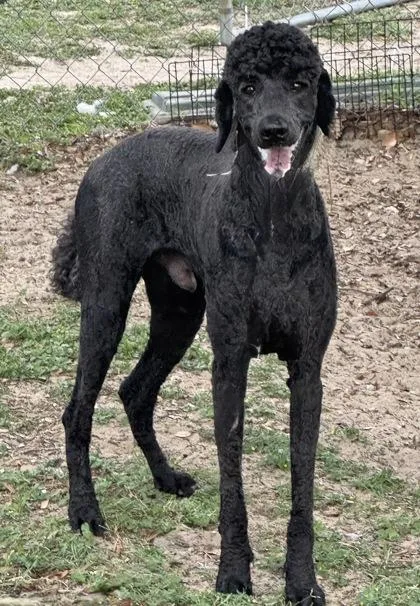 A young large-sized male Black Labradoodle dog named Cobalt for adoption in Inverness, FL
